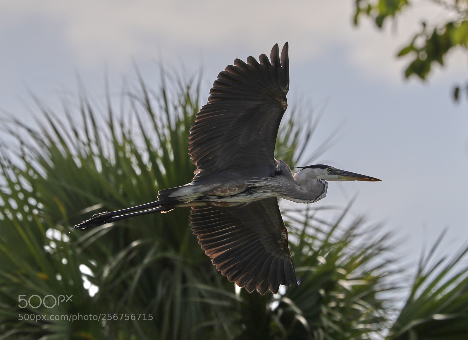 Canon EOS-1D X Mark II sample photo. 05-06-18-0016319.jpg photography