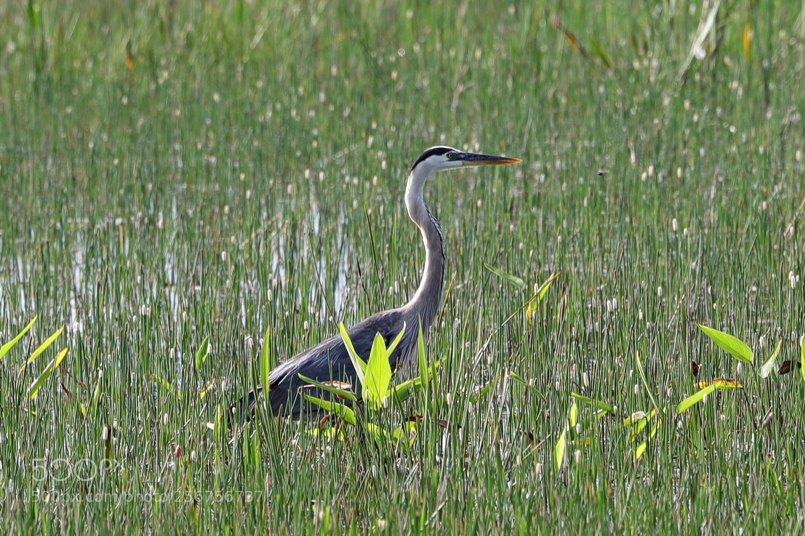 Canon EOS-1D X Mark II sample photo. 05-06-18-0016316.jpg photography