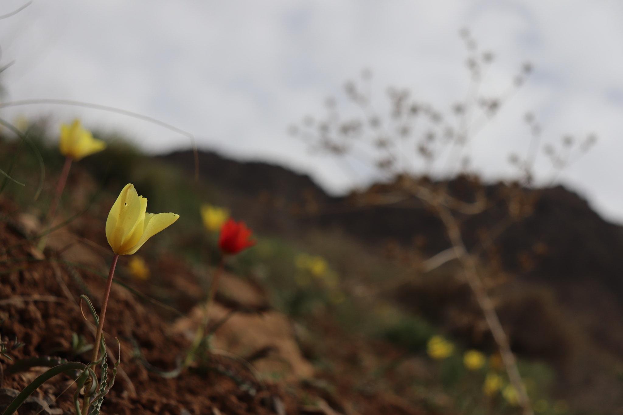 Canon EOS 77D (EOS 9000D / EOS 770D) sample photo. Img photography