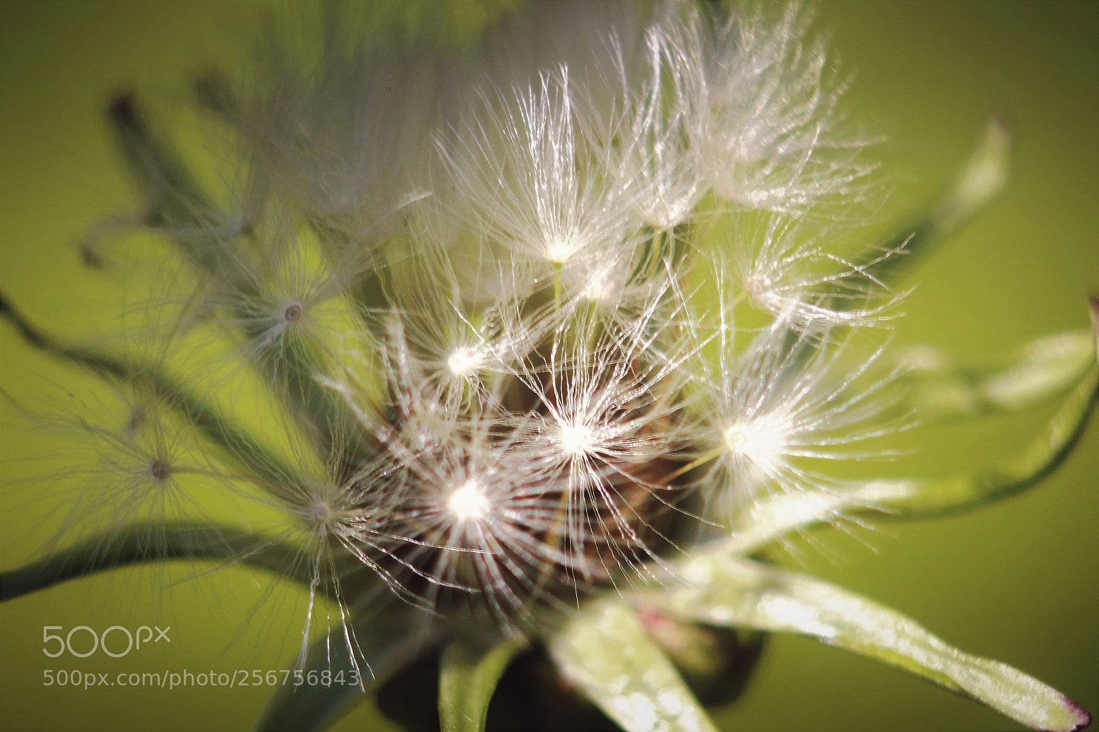 Canon EOS 700D (EOS Rebel T5i / EOS Kiss X7i) sample photo. Ready to fly photography
