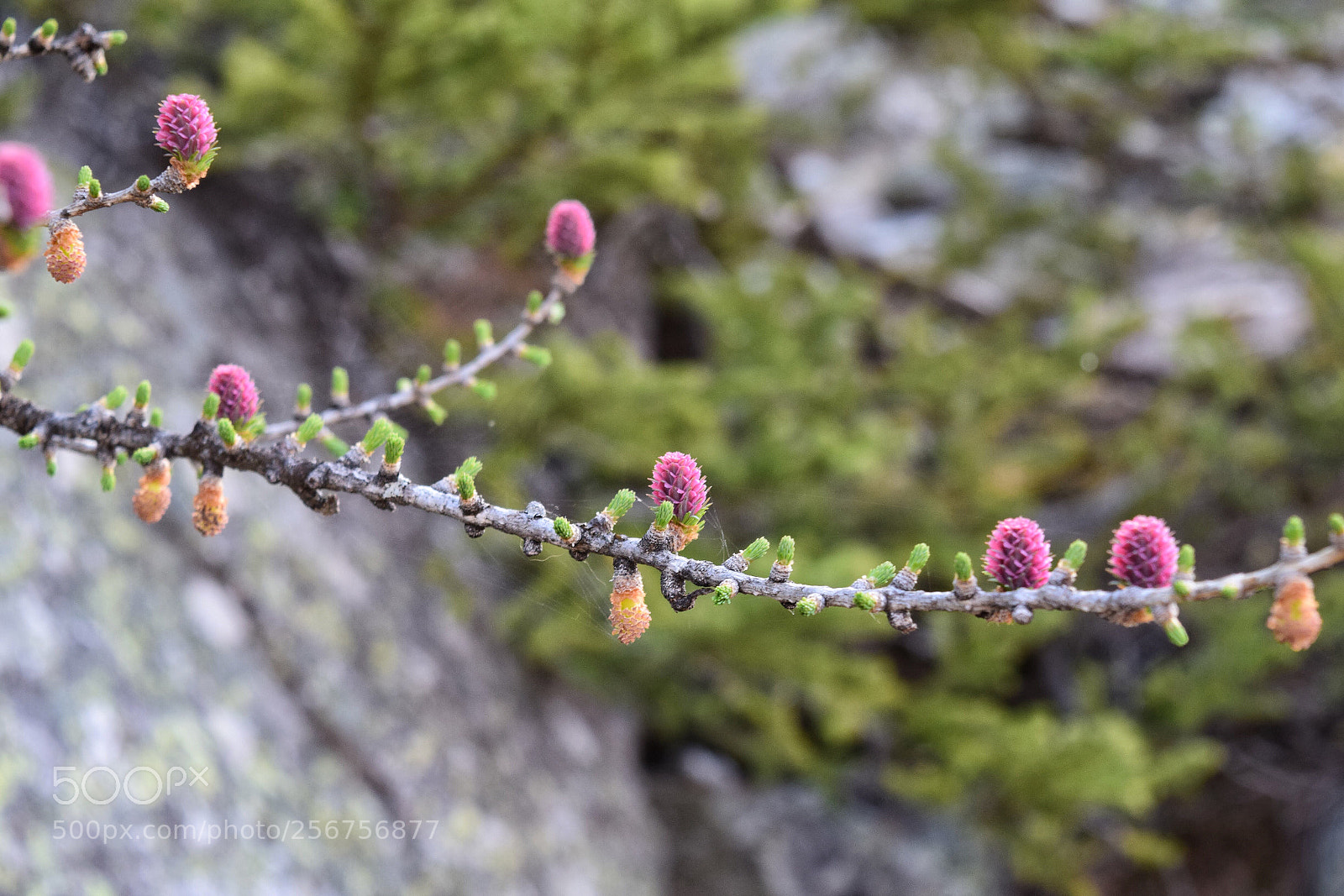 Nikon D3300 sample photo. Pin d’arola photography