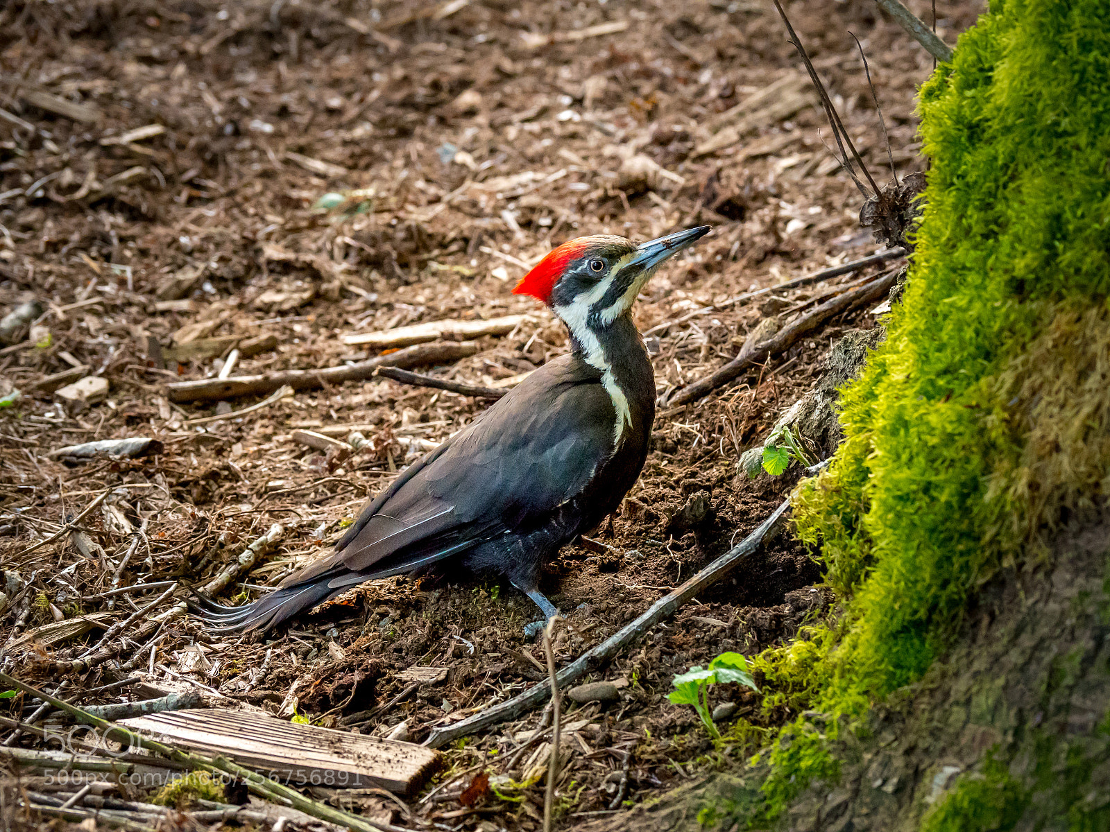 Olympus OM-D E-M5 II sample photo. Pileated woodpecker digging photography