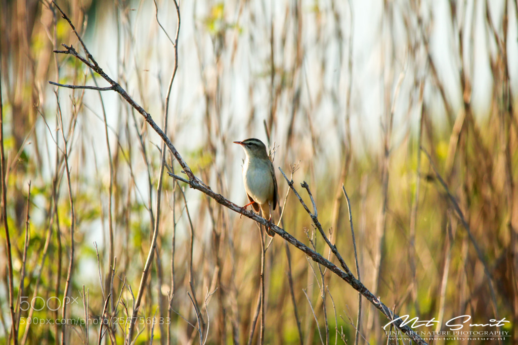 Canon EOS 80D sample photo. On the lookout photography