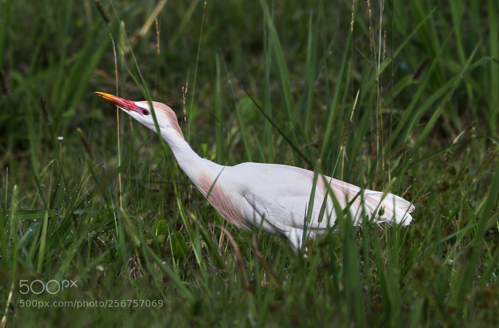 Canon EOS-1D X Mark II sample photo. 05-06-18-0016304.jpg photography