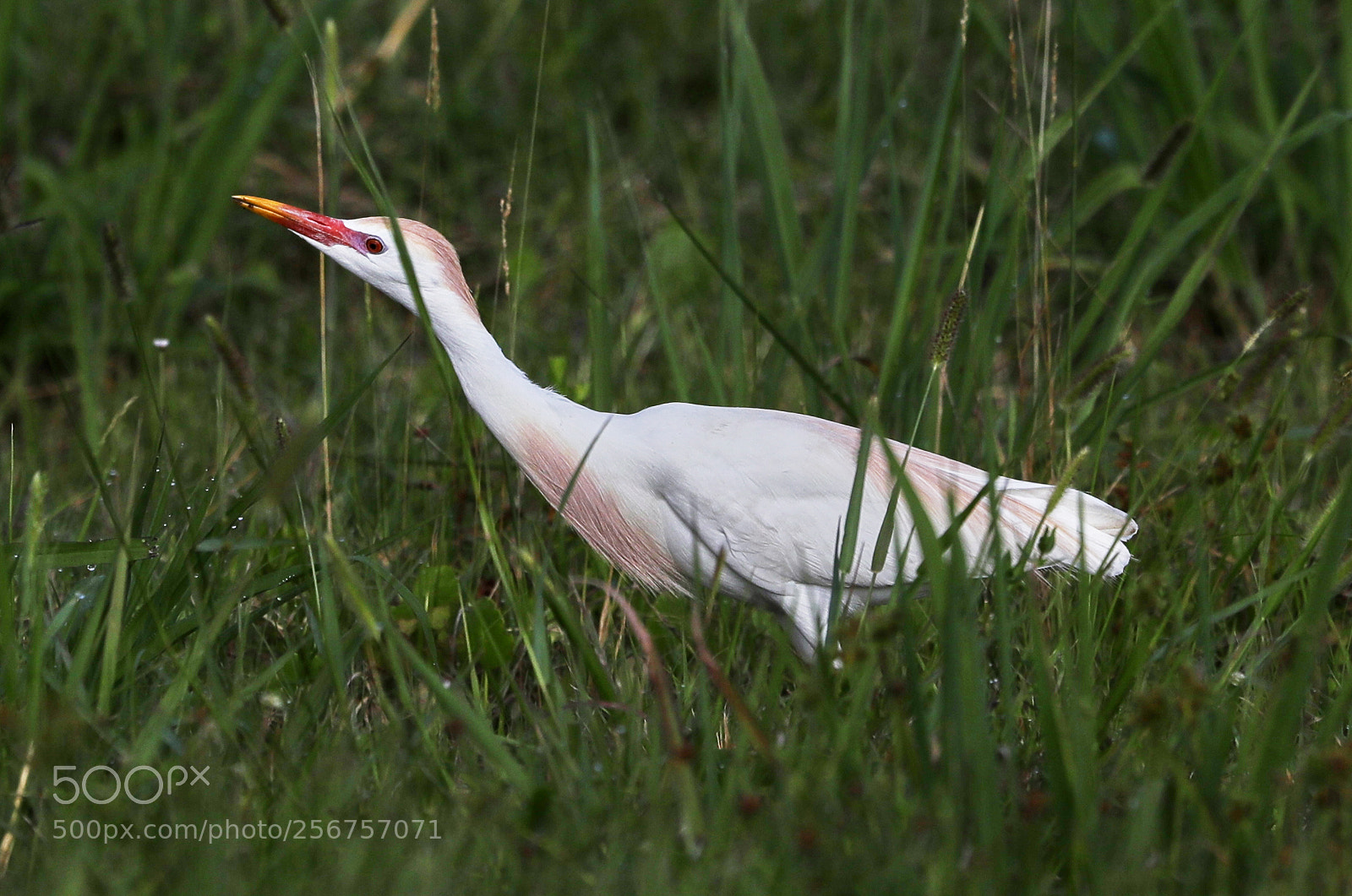 Canon EOS-1D X Mark II sample photo. 05-06-18-0016303.jpg photography