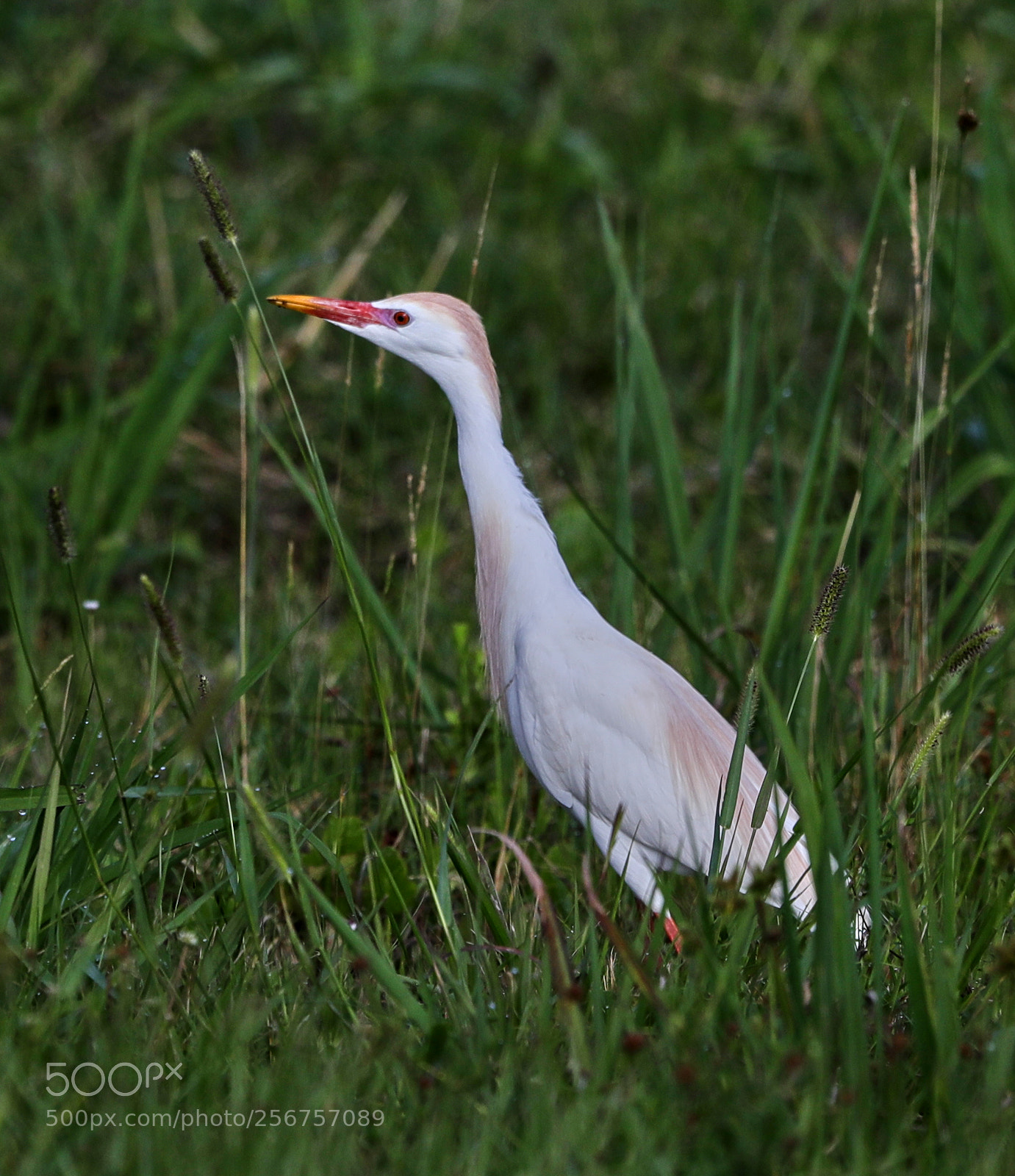 Canon EOS-1D X Mark II sample photo. 05-06-18-0016302.jpg photography