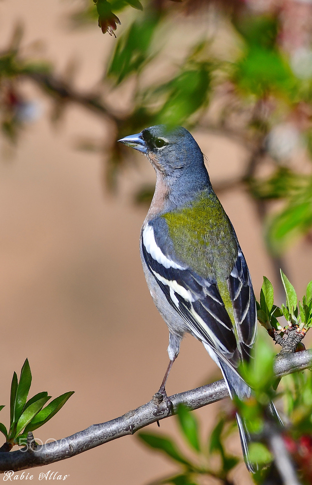 Nikon AF-S Nikkor 200-500mm F5.6E ED VR sample photo. Pinson des arbres photography