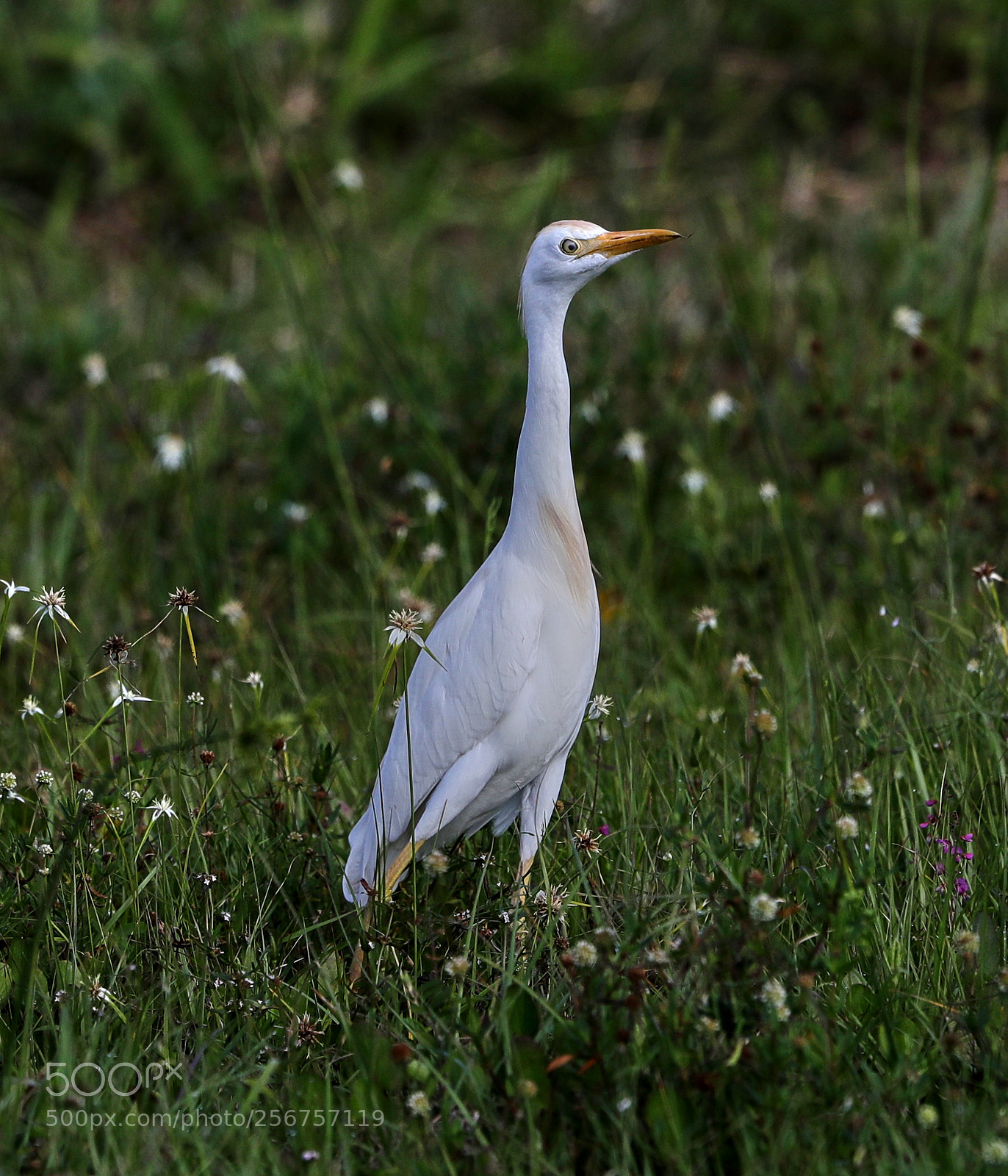 Canon EOS-1D X Mark II sample photo. 05-06-18-0016299.jpg photography