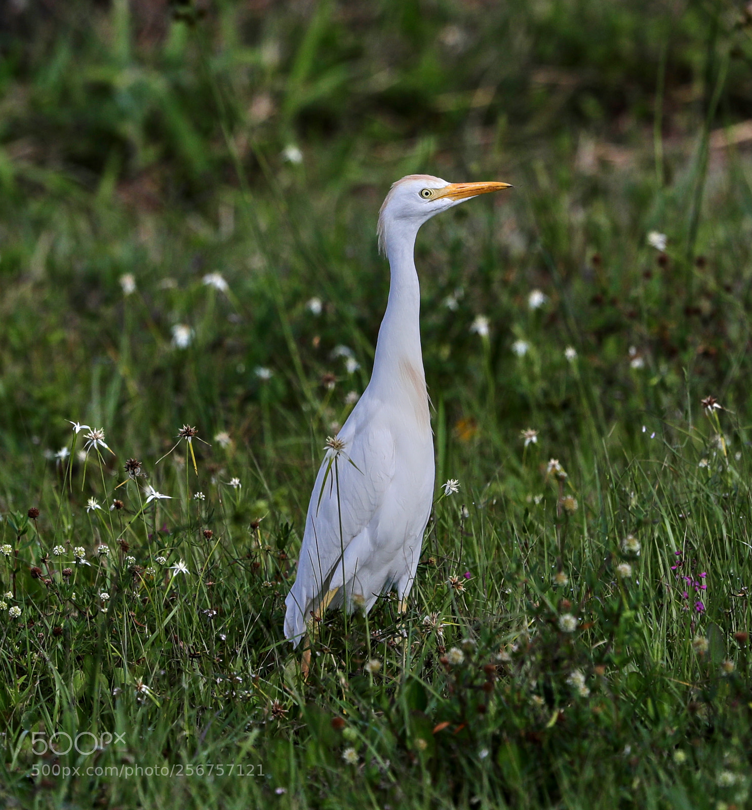 Canon EOS-1D X Mark II sample photo. 05-06-18-0016298.jpg photography