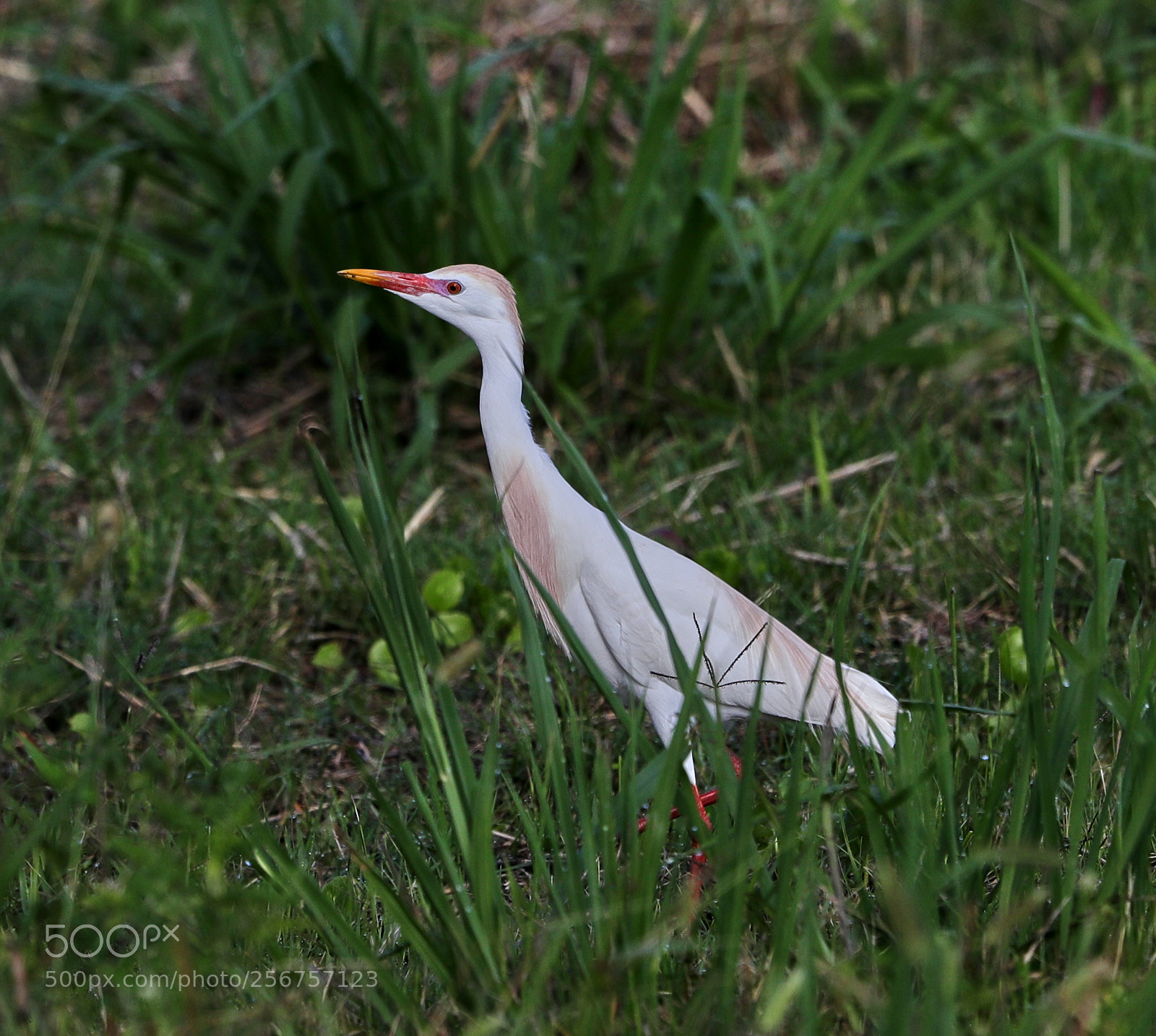 Canon EOS-1D X Mark II sample photo. 05-06-18-0016297.jpg photography