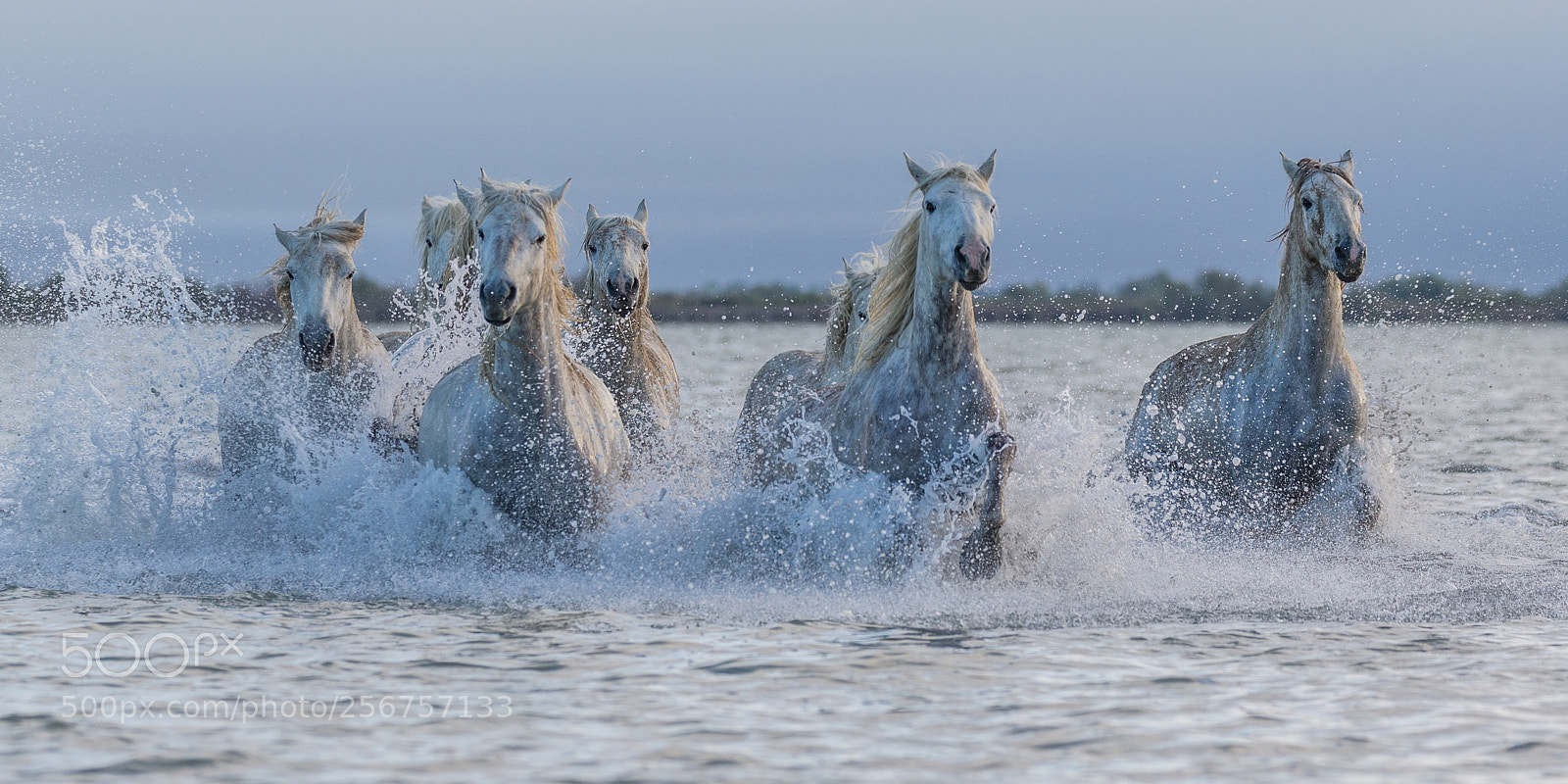 Canon EOS-1D X sample photo. Chevaux de camargue dans photography