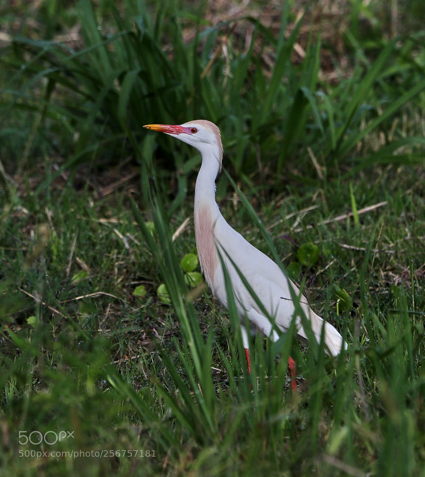 Canon EOS-1D X Mark II sample photo. 05-06-18-0016296.jpg photography
