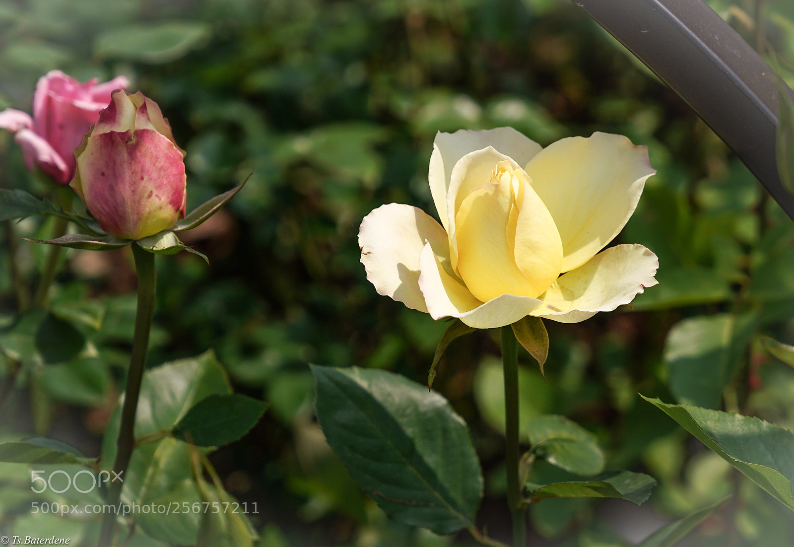 Sony a7R III sample photo. Rose photography