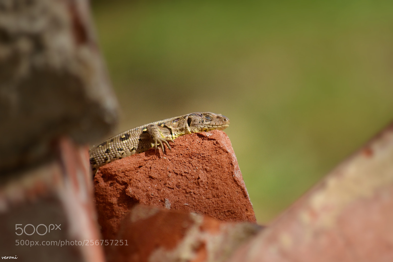 Nikon D3100 sample photo. Afternoon siesta photography