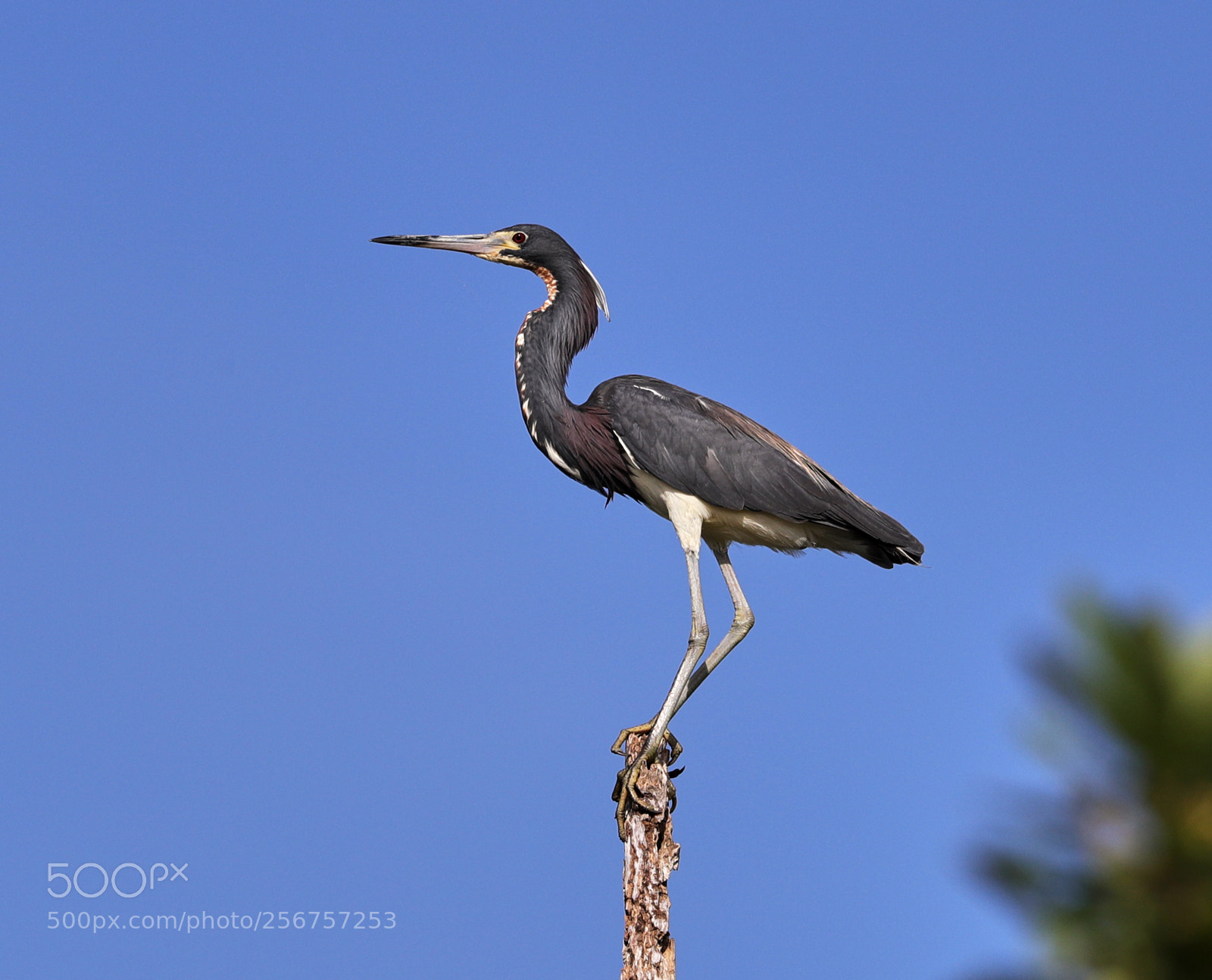 Canon EOS-1D X Mark II sample photo. 05-06-18-0016295.jpg photography