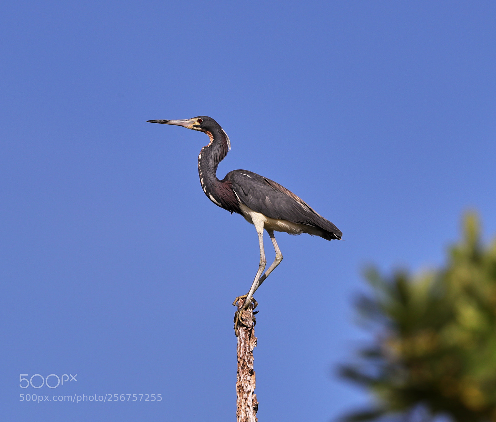Canon EOS-1D X Mark II sample photo. 05-06-18-0016294.jpg photography