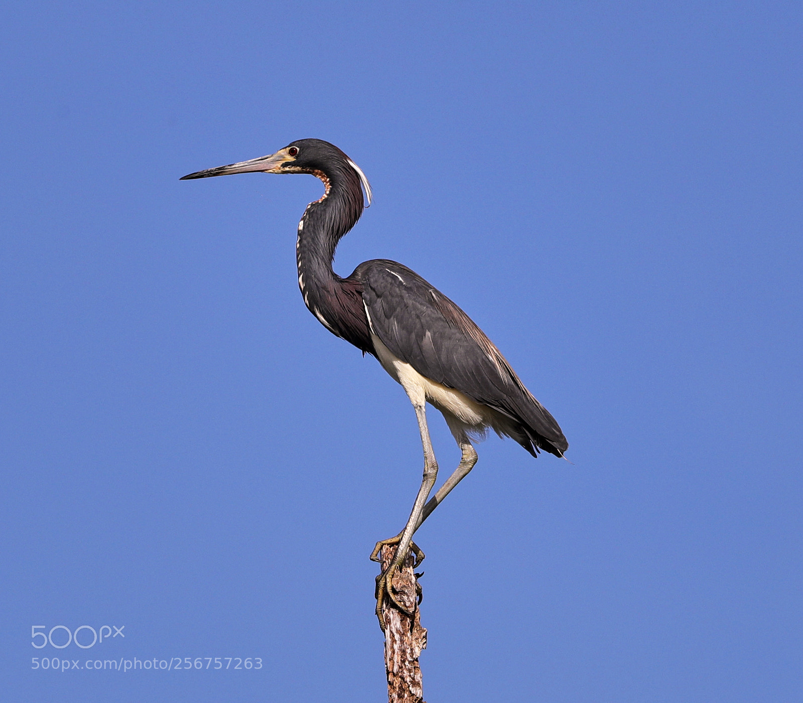 Canon EOS-1D X Mark II sample photo. 05-06-18-0016293.jpg photography