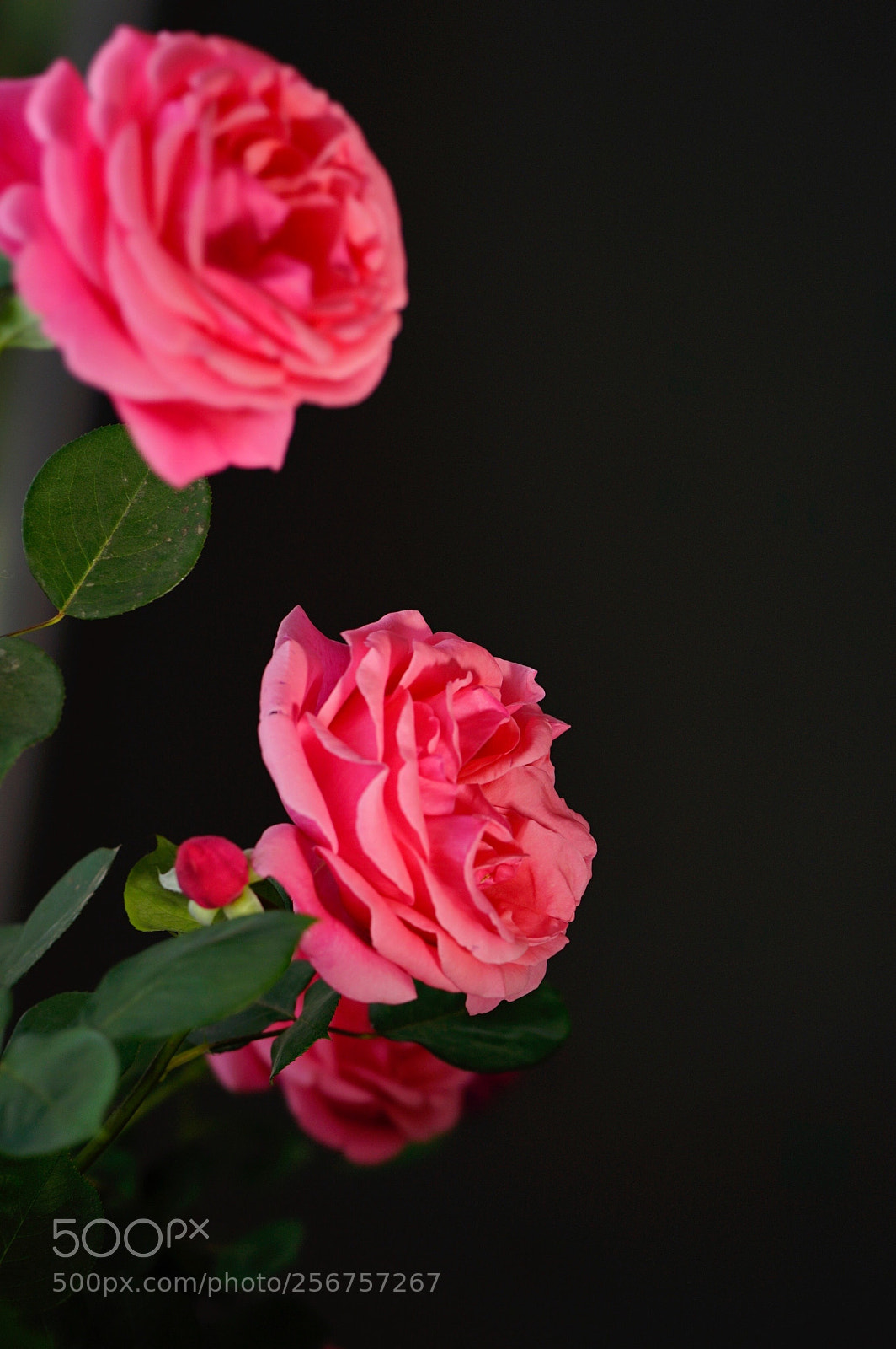 Sony a7 II sample photo. 大姑娘和二小子 photography