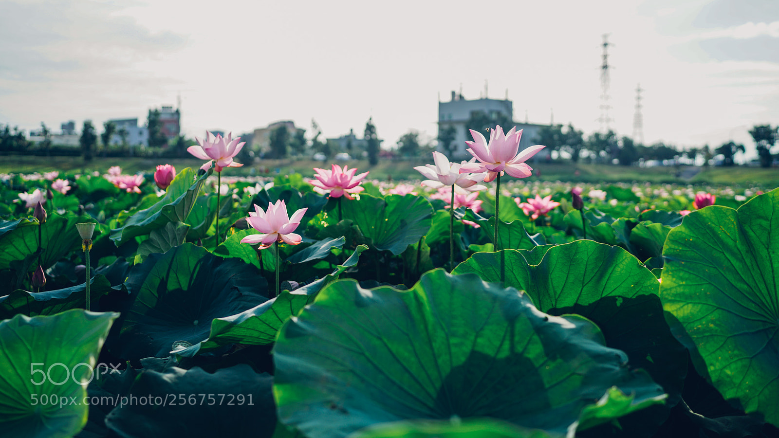 Sony a7R II sample photo. Lotus photography