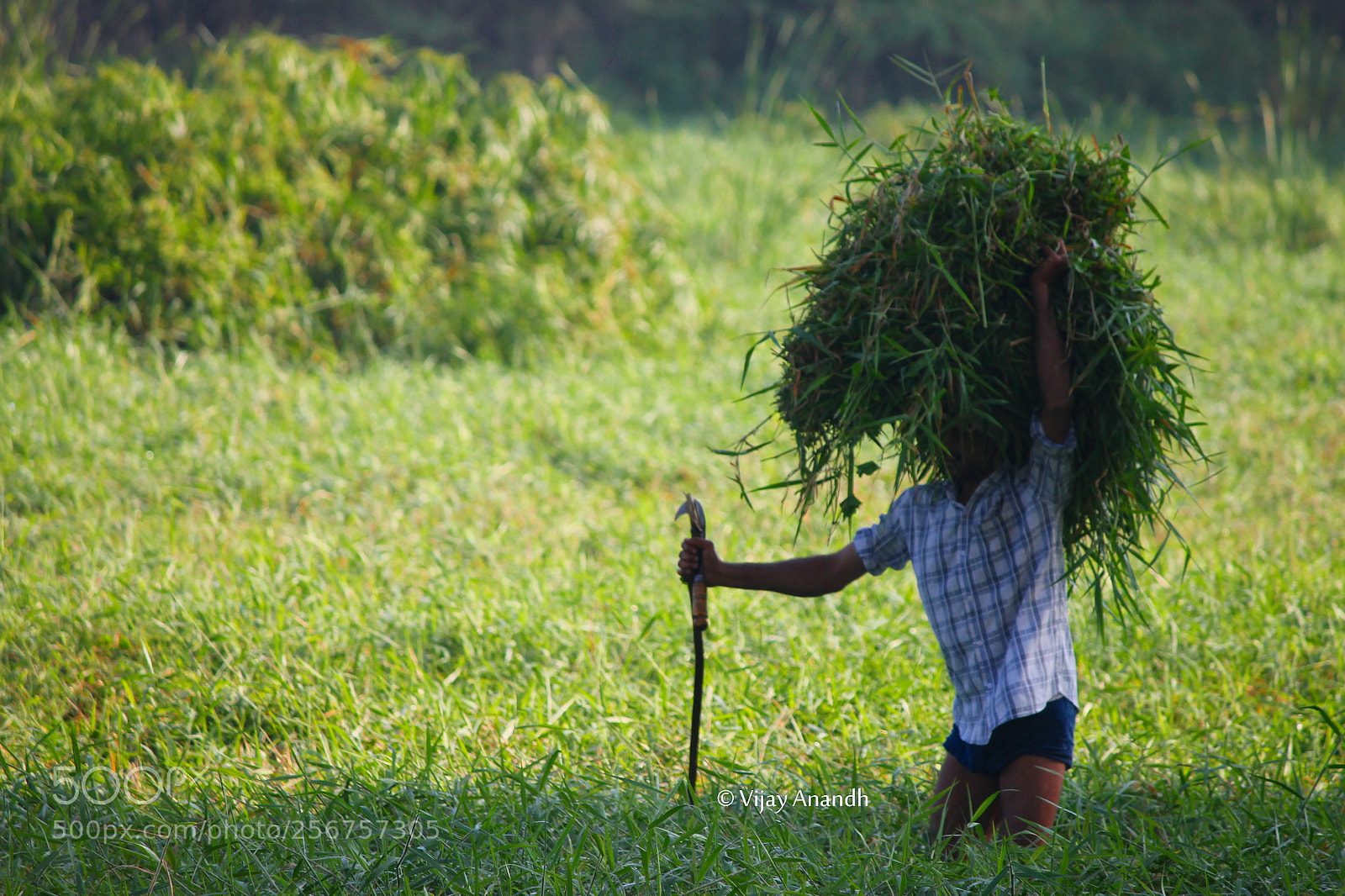 Canon EF-S 55-250mm F4-5.6 IS II sample photo. Agriculturist photography