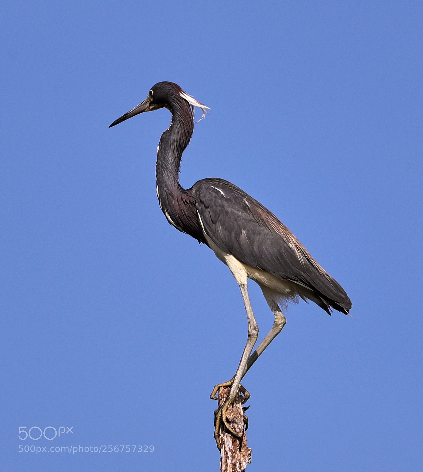 Canon EOS-1D X Mark II sample photo. 05-06-18-0016291.jpg photography