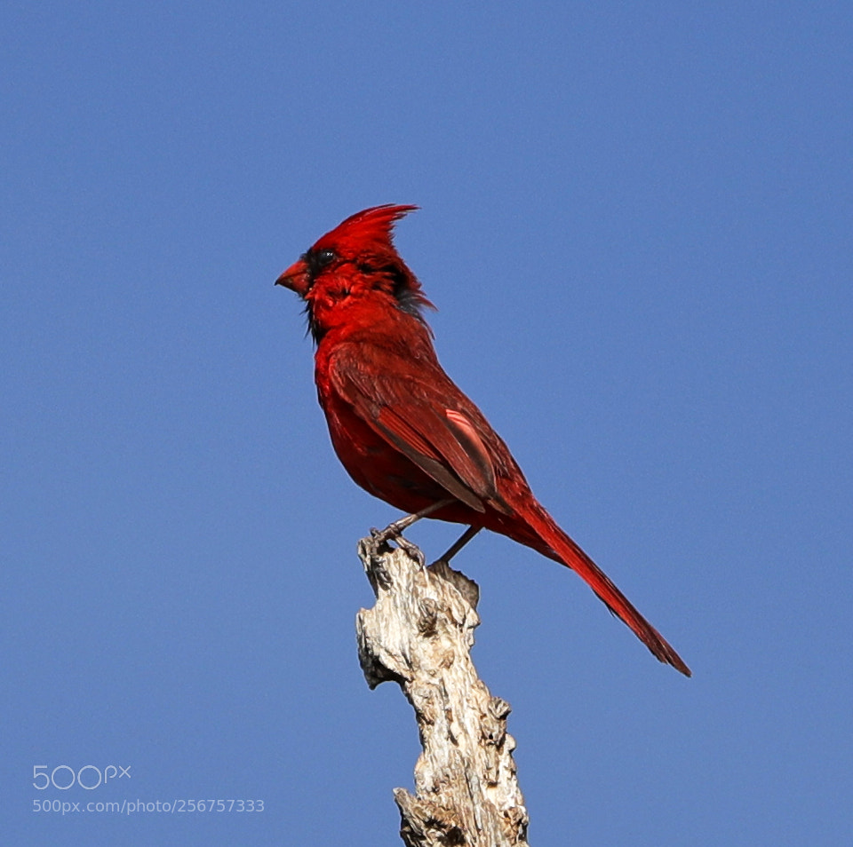 Canon EOS-1D X Mark II sample photo. 05-06-18-0016290.jpg photography