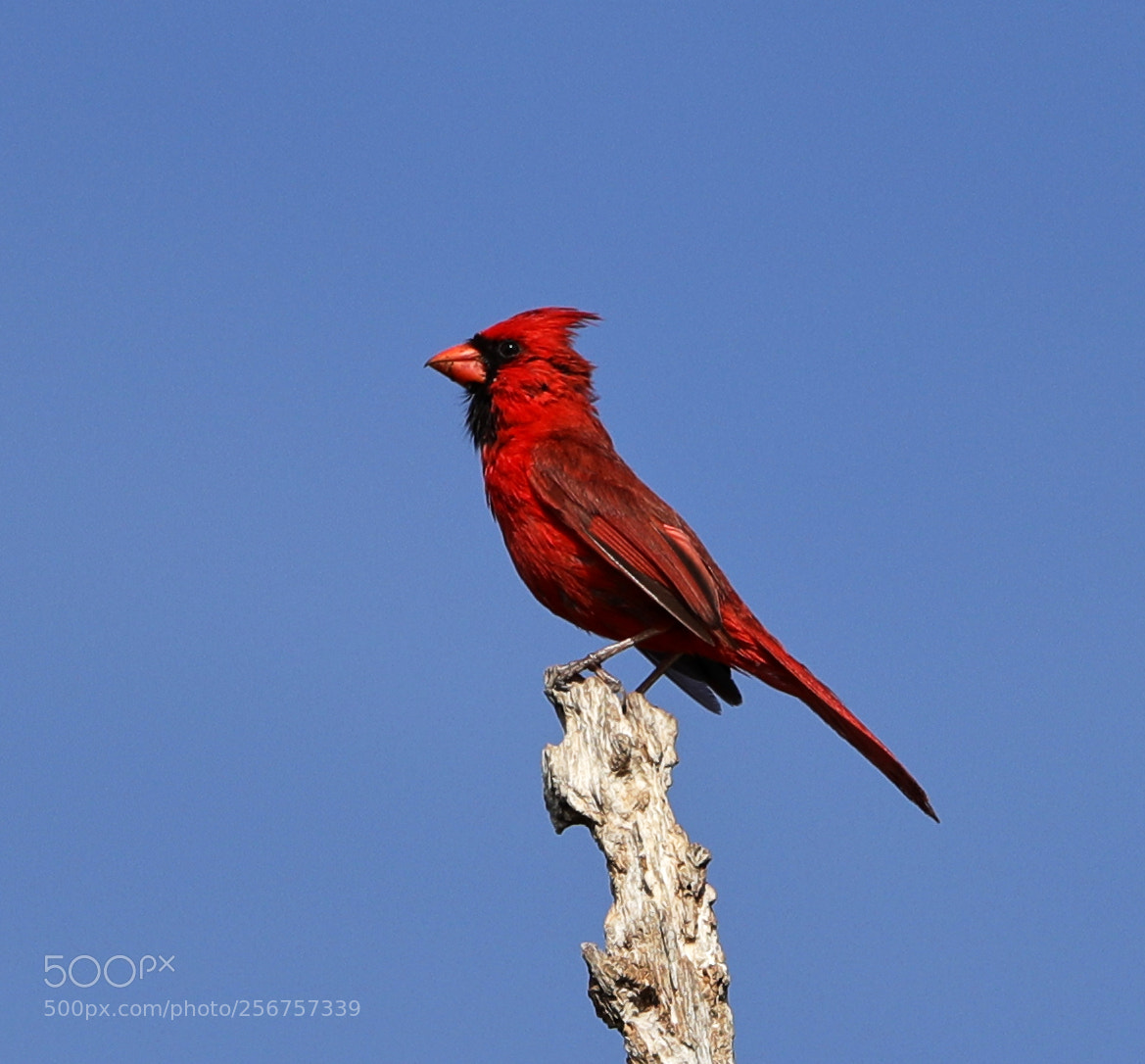 Canon EOS-1D X Mark II sample photo. 05-06-18-0016289.jpg photography