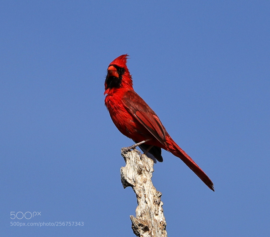 Canon EOS-1D X Mark II sample photo. 05-06-18-0016288.jpg photography