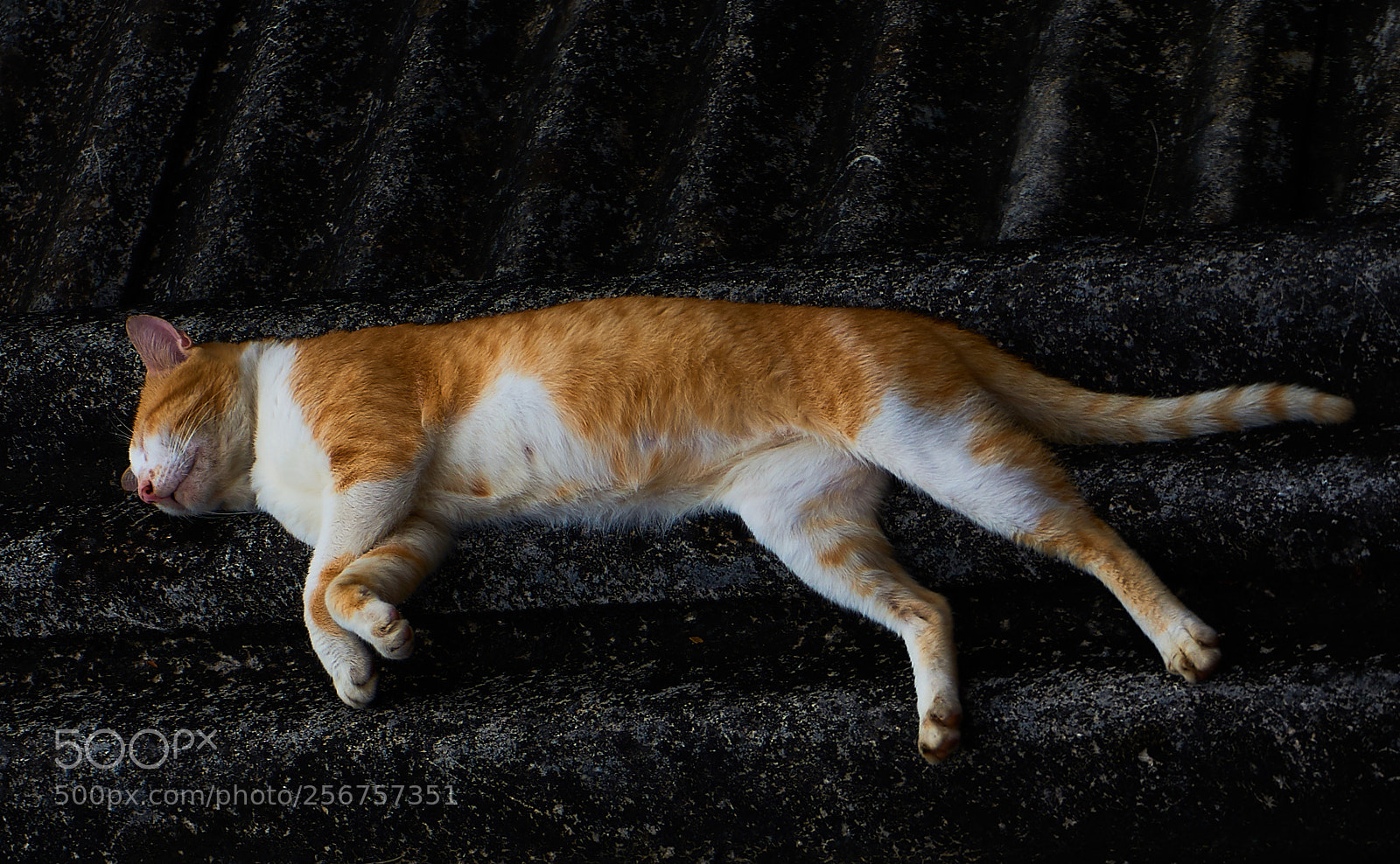Sony a6000 sample photo. Deep sleep at rooftop photography