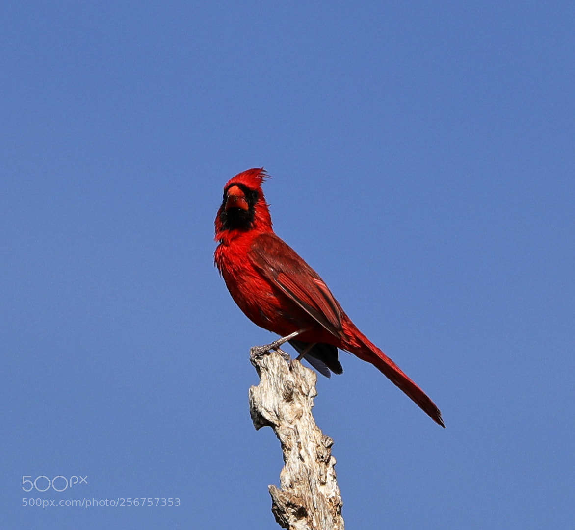 Canon EOS-1D X Mark II sample photo. 05-06-18-0016287.jpg photography
