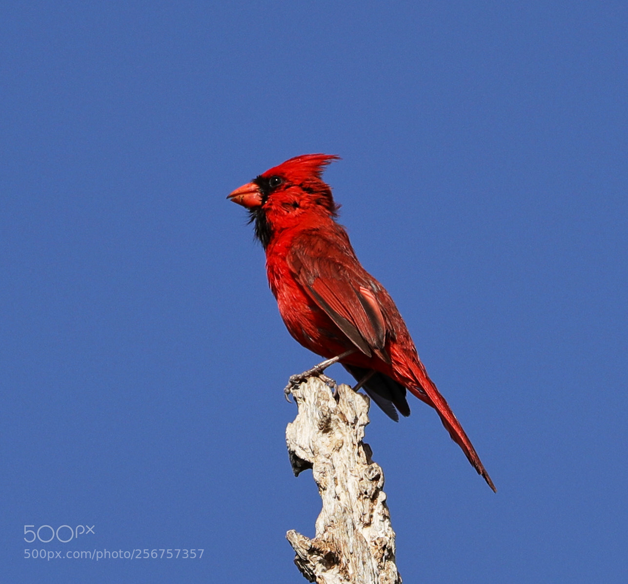 Canon EOS-1D X Mark II sample photo. 05-06-18-0016285.jpg photography