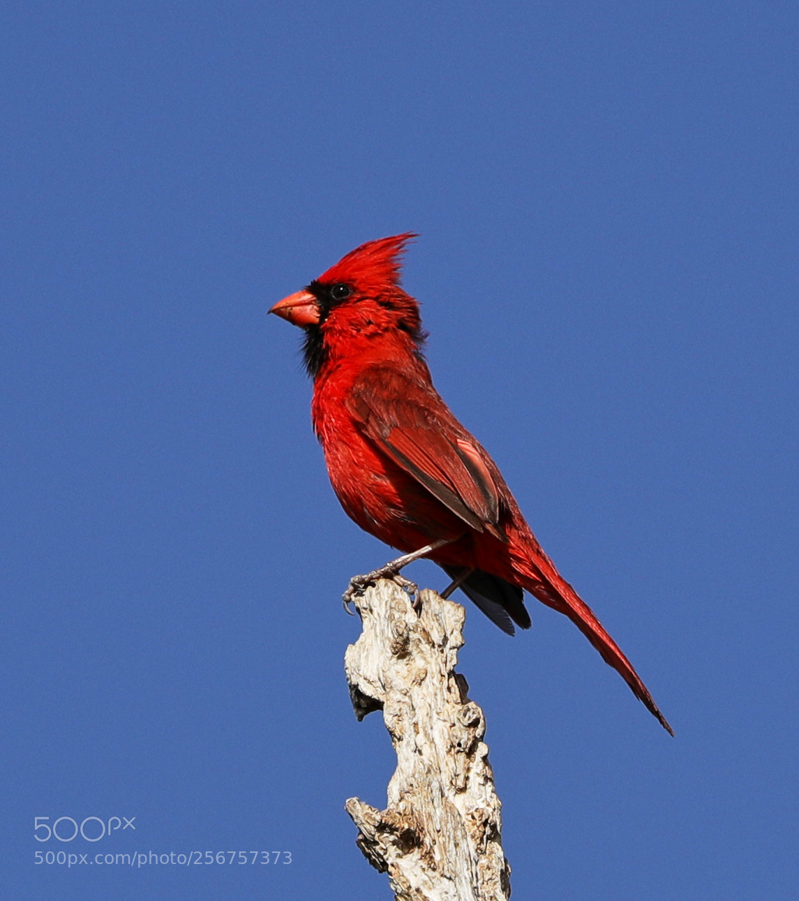 Canon EOS-1D X Mark II sample photo. 05-06-18-0016284.jpg photography