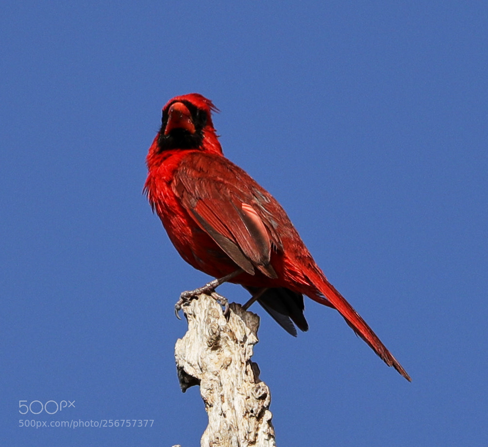 Canon EOS-1D X Mark II sample photo. 05-06-18-0016282.jpg photography