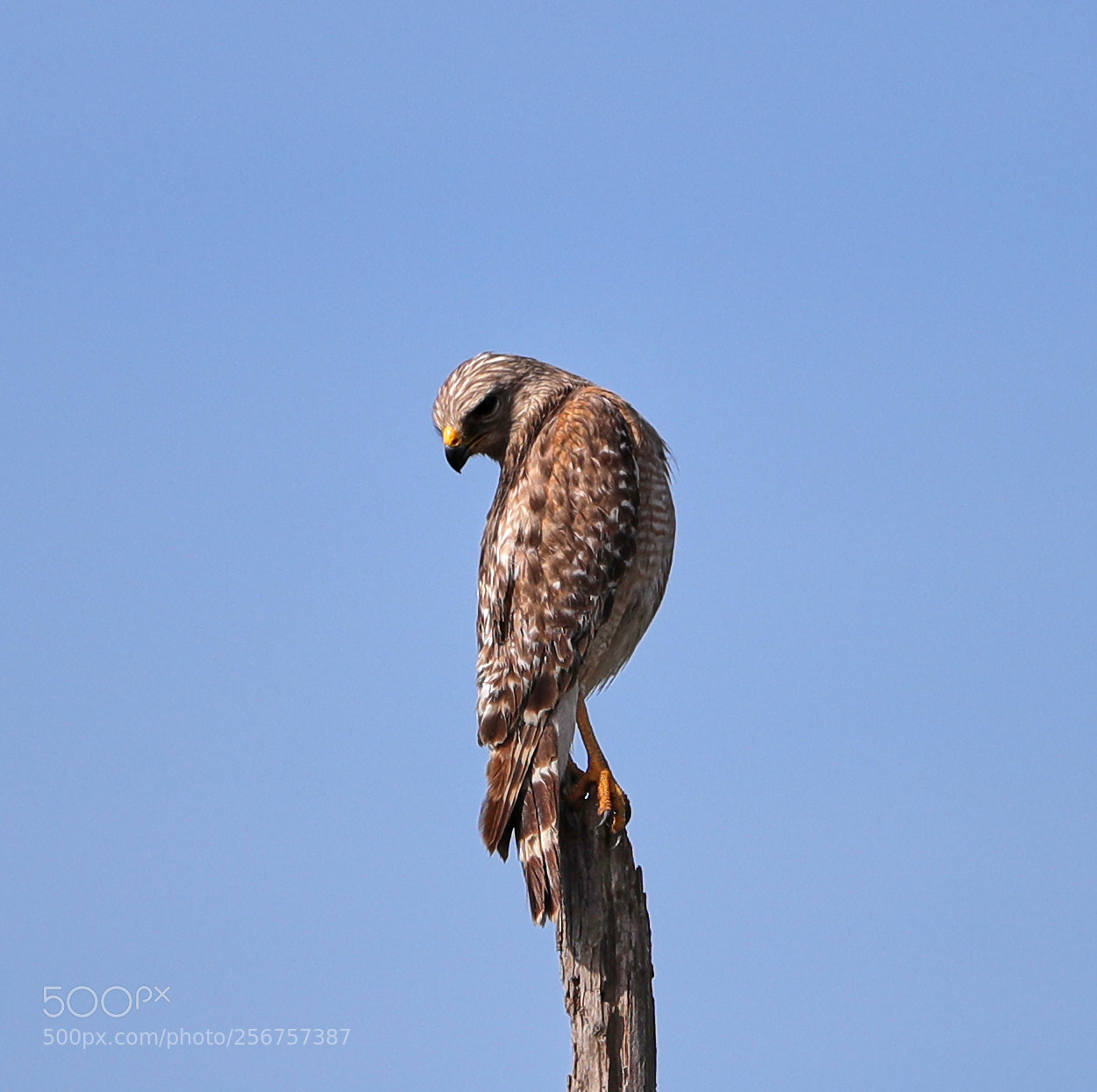 Canon EOS-1D X Mark II sample photo. 05-06-18-0016277.jpg photography