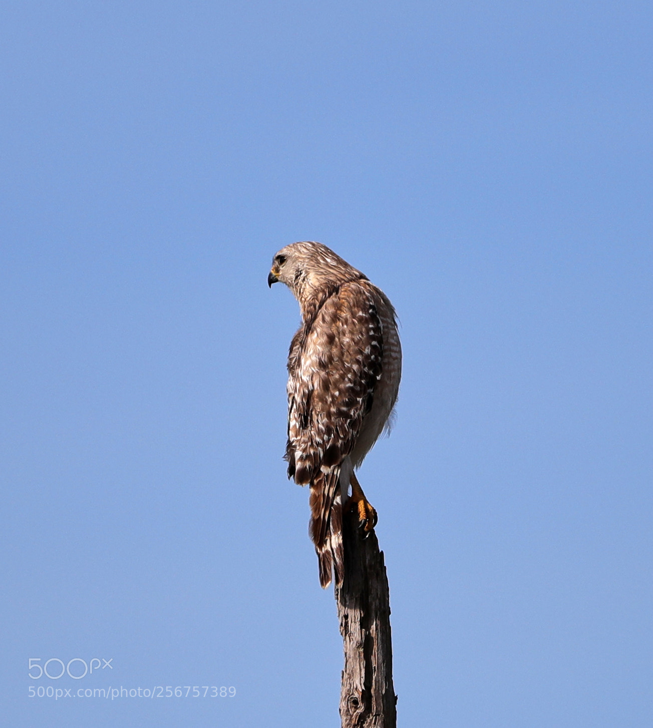 Canon EOS-1D X Mark II sample photo. 05-06-18-0016276.jpg photography