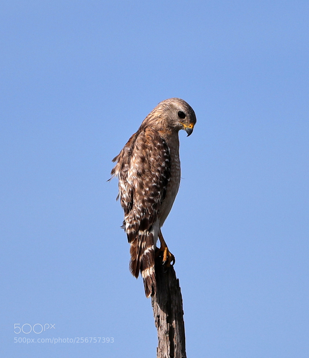 Canon EOS-1D X Mark II sample photo. 05-06-18-0016272.jpg photography