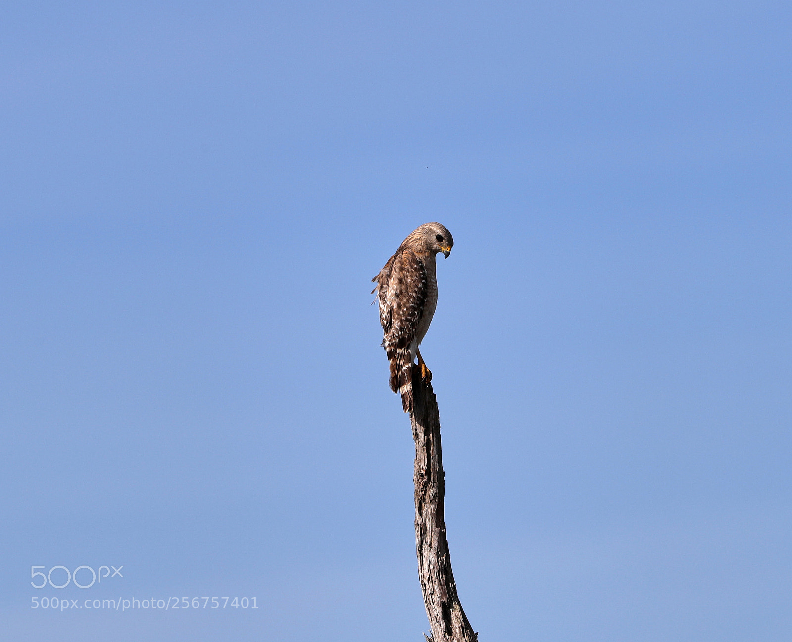 Canon EOS-1D X Mark II sample photo. 05-06-18-0016273.jpg photography
