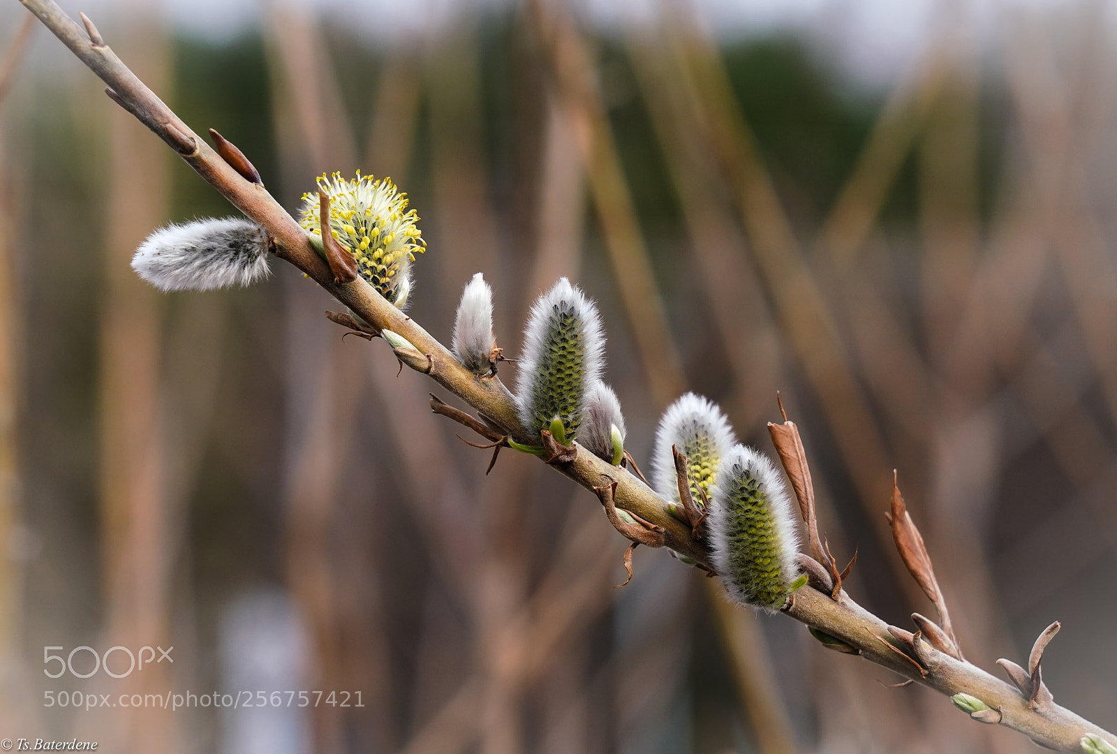Sony a7R III sample photo. Spring photography