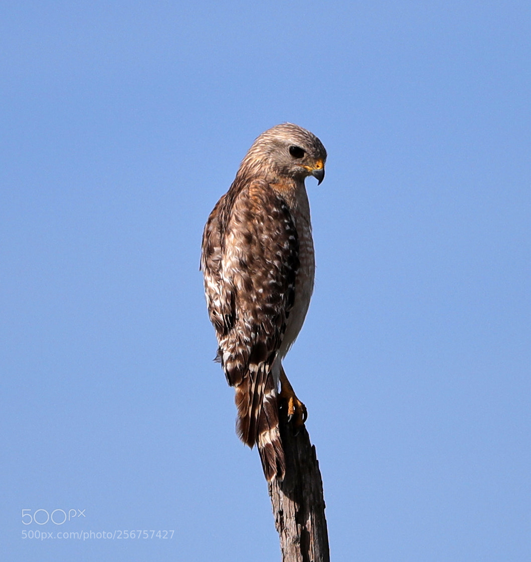 Canon EOS-1D X Mark II sample photo. 05-06-18-0016267.jpg photography