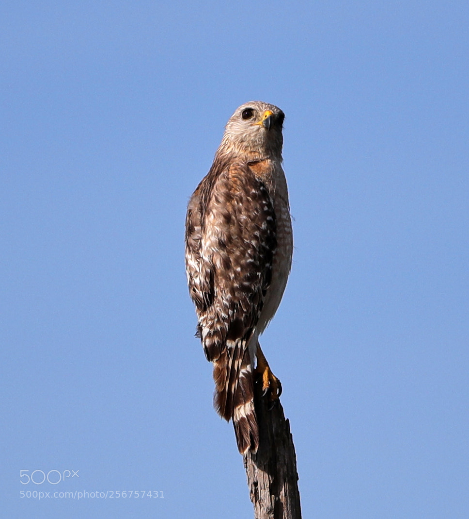 Canon EOS-1D X Mark II sample photo. 05-06-18-0016265.jpg photography