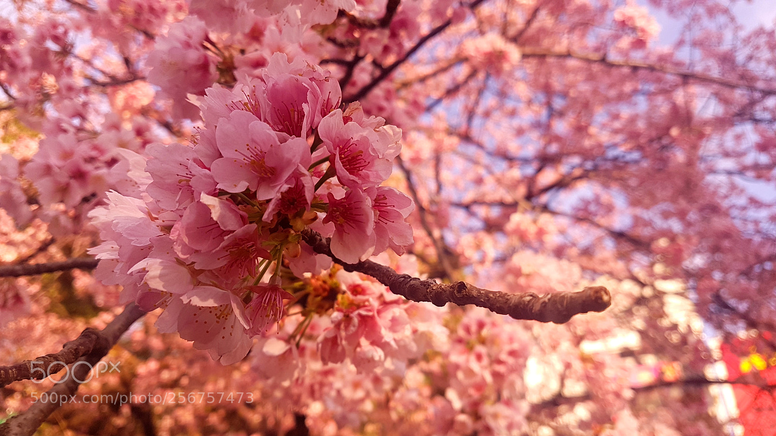Samsung Galaxy S7 Edge sample photo. First bloom photography