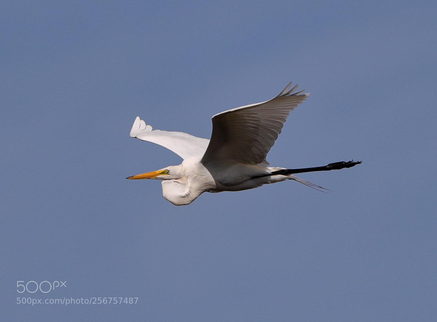 Canon EOS-1D X Mark II sample photo. 05-06-18-0016264.jpg photography