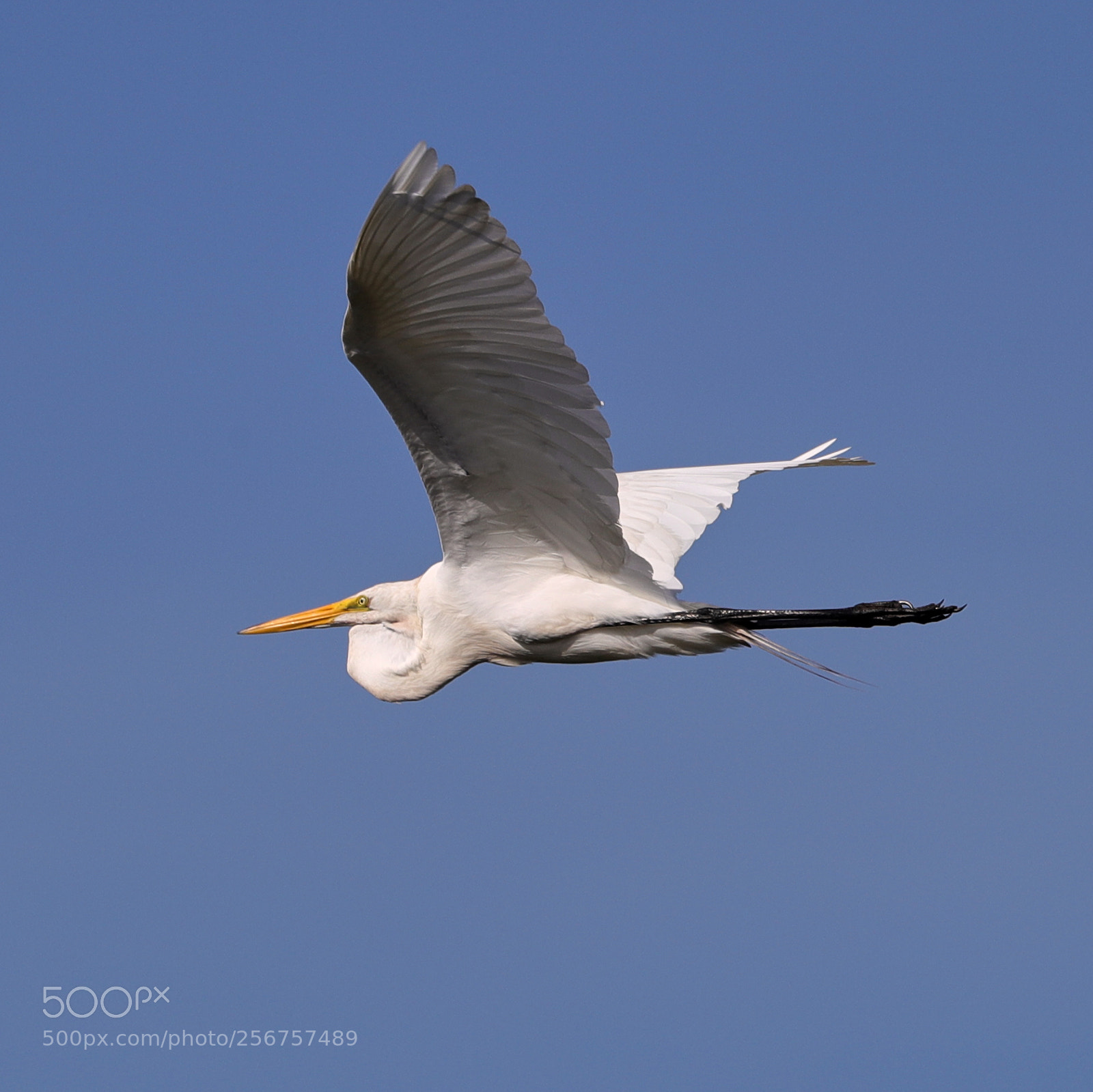 Canon EOS-1D X Mark II sample photo. 05-06-18-0016262.jpg photography