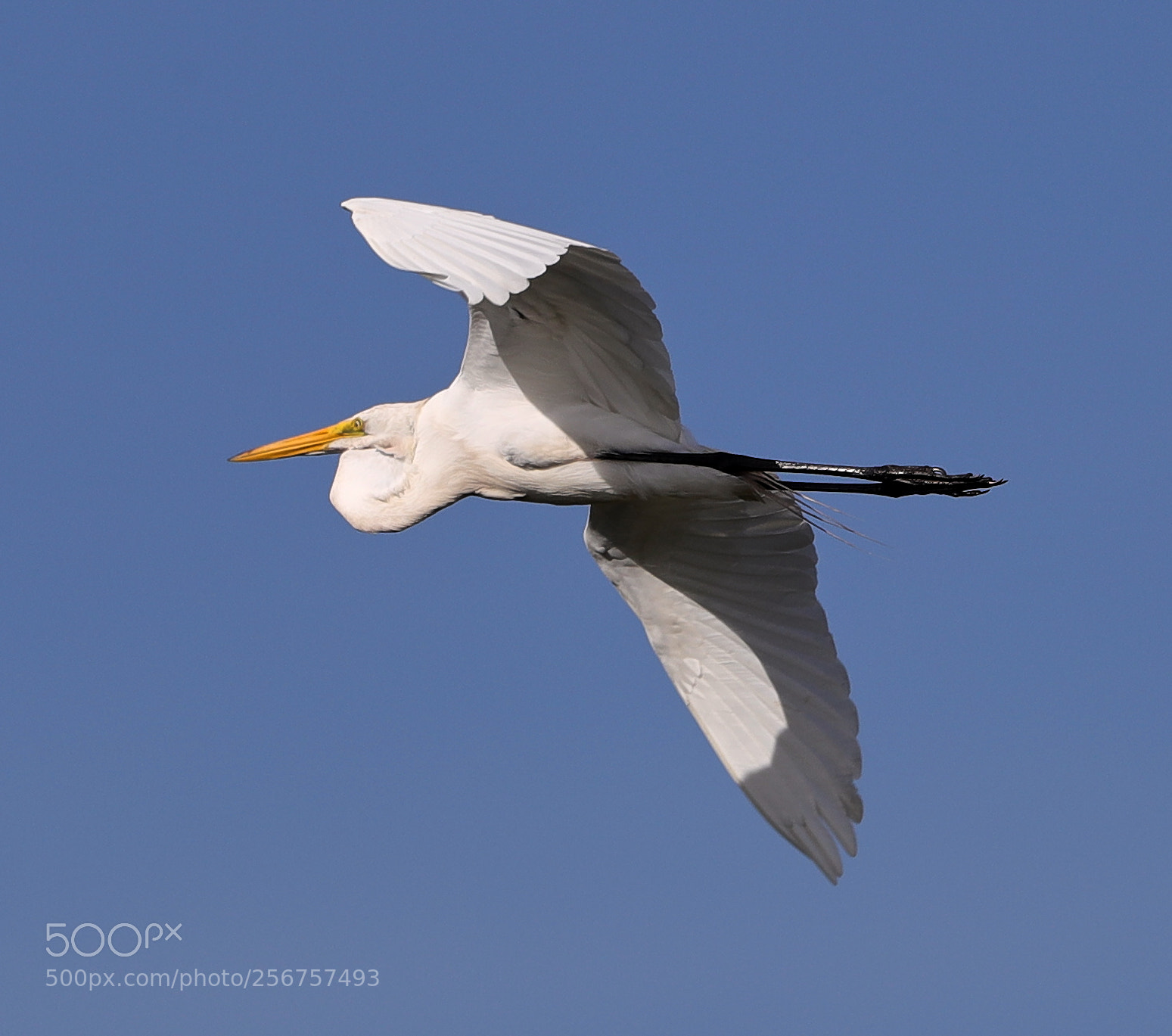 Canon EOS-1D X Mark II sample photo. 05-06-18-0016261.jpg photography