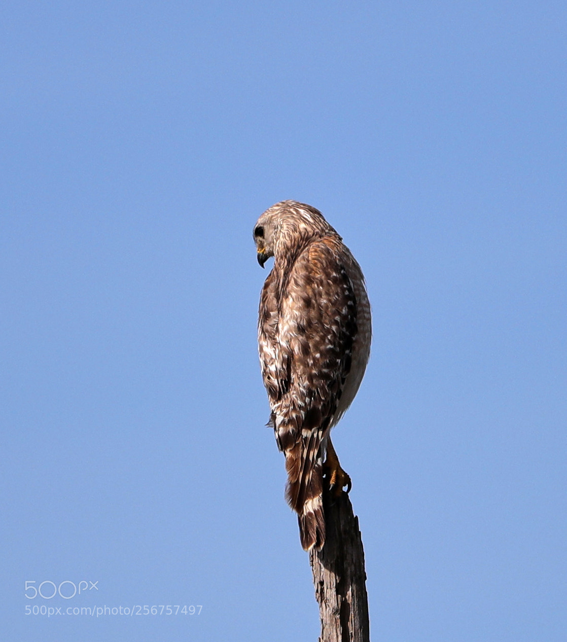 Canon EOS-1D X Mark II sample photo. 05-06-18-0016260.jpg photography