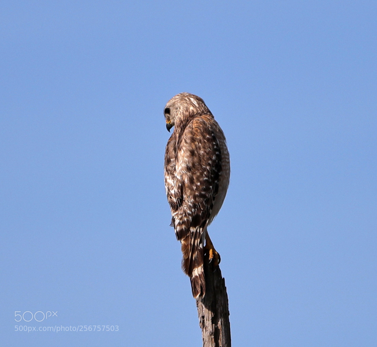Canon EOS-1D X Mark II sample photo. 05-06-18-0016259.jpg photography