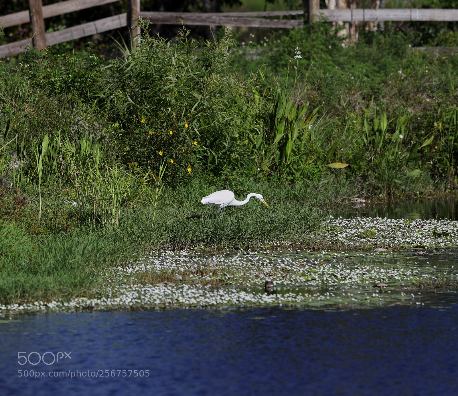 Canon EOS-1D X Mark II sample photo. 05-06-18-0016258.jpg photography