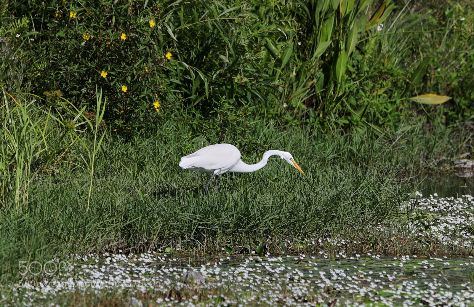 Canon EOS-1D X Mark II sample photo. 05-06-18-0016256 1.jpg photography