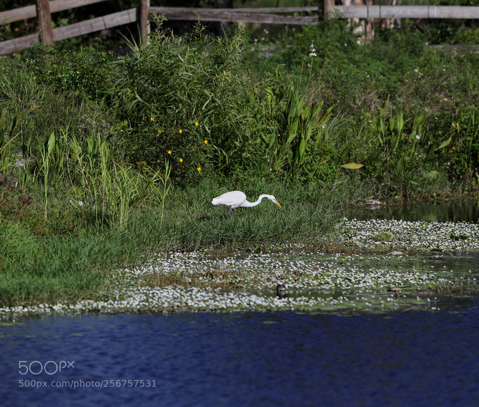 Canon EOS-1D X Mark II sample photo. 05-06-18-0016256.jpg photography