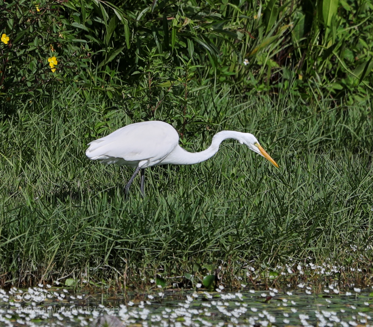 Canon EOS-1D X Mark II sample photo. 05-06-18-0016255.jpg photography